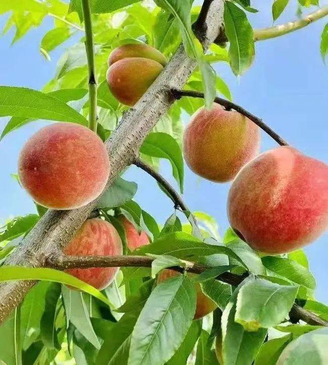 摘桃啦<strong></p>
<p>币桃</strong>，摘桃啦，摘桃啦！！！