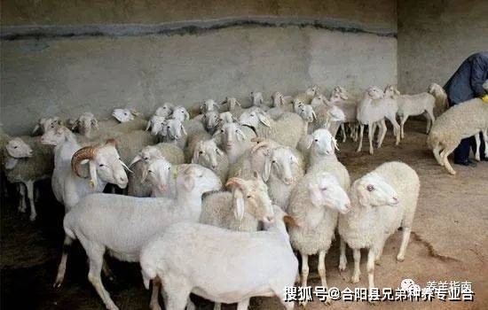 养10只母羊和打工相比哪个赚钱多<strong></p>
<p>羊年币</strong>？养羊年挣十万满足条件是什么？