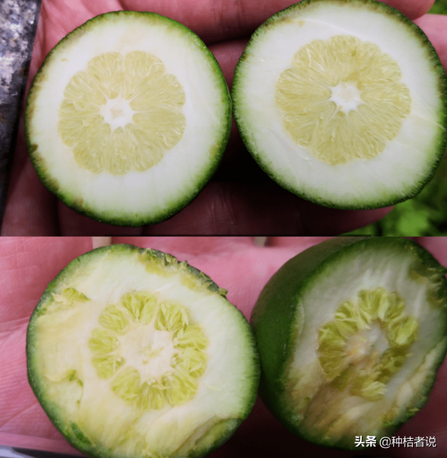 柑橘树夏梢来了<strong></p>
<p>币控</strong>！“控”还是“不控”？
