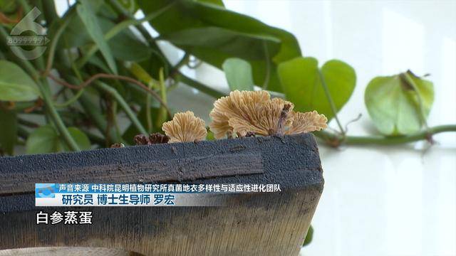 “可以蒸蛋”！昆明一女子家中搓衣板上长菌<strong></p>
<p>净值型理财</strong>，品种竟是……