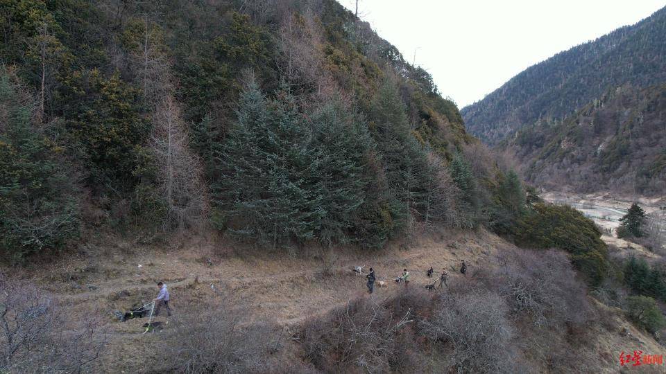 揭秘“野猪猎捕队”丨海拔3000米高山密林<strong></p>
<p>理财官网</strong>，记者跟队直击猎捕野猪全过程