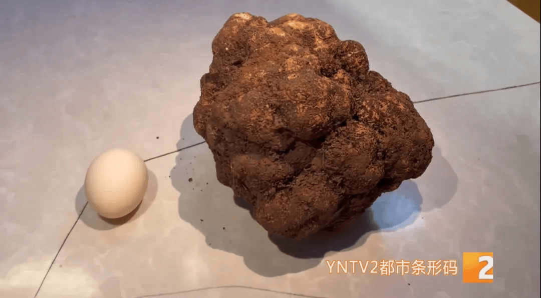 昆明一村民挖到1.7公斤超大松露<strong></p>
<p>理财官网</strong>！“看都看不够”