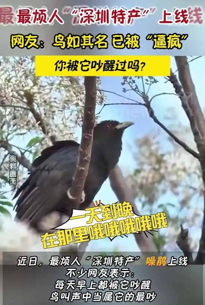 “周末想睡个懒觉都不行”<strong></p>
<p>理财怎么做</strong>，有多少深圳人被这种鸟吵到神经衰弱