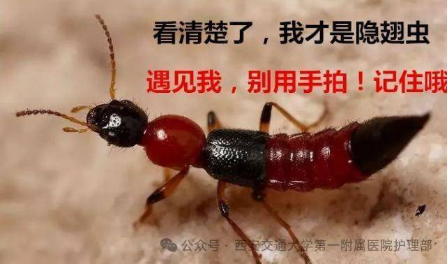 西安多区发现隐翅虫？千万别拍<strong></p>
<p>稳理财</strong>！毒液堪比硫酸
