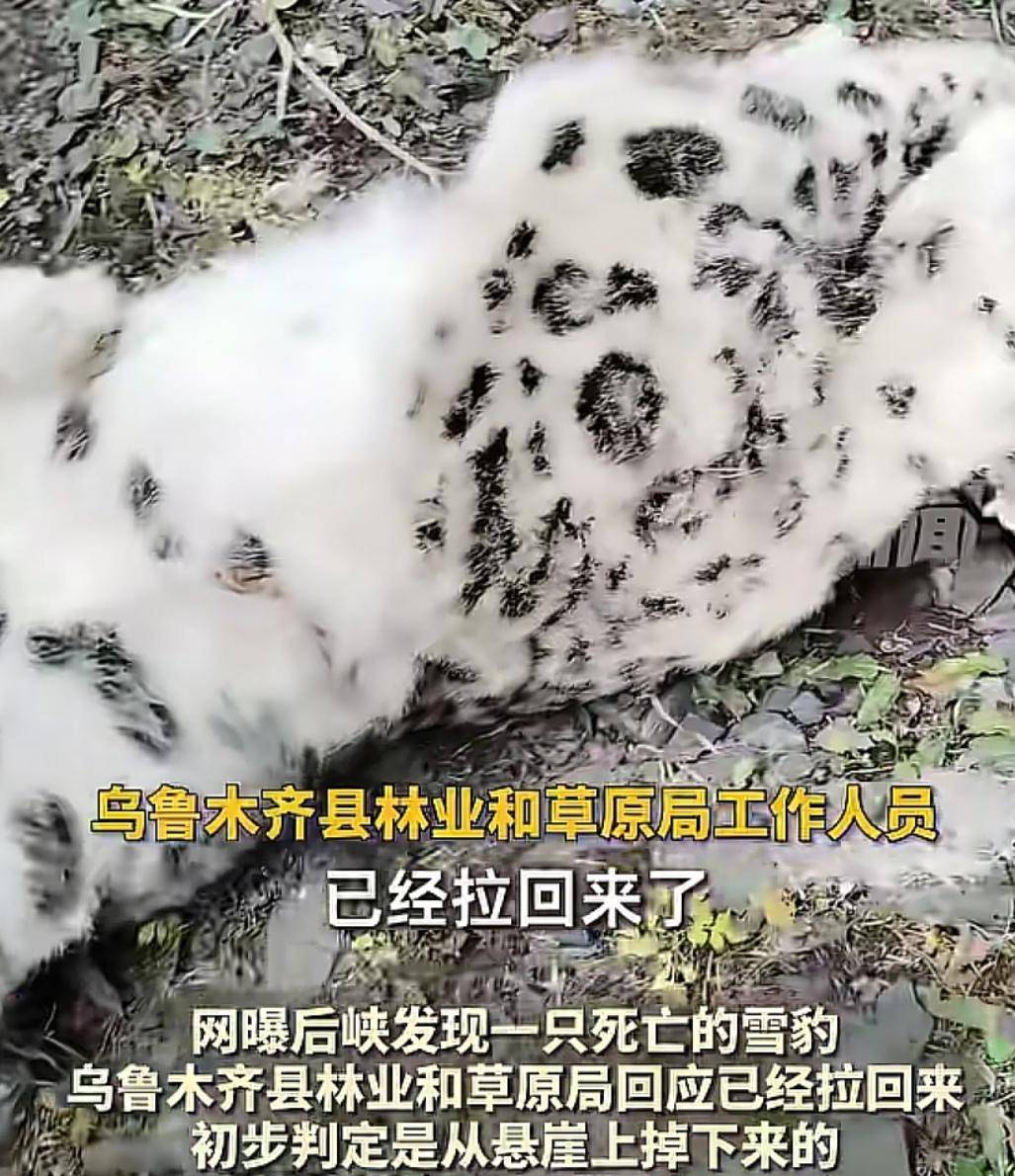 官方回应“乌鲁木齐天山后峡发现一只雪豹”：确认发现雪豹尸体<strong></p>
<p>大额理财</strong>，已处理完毕