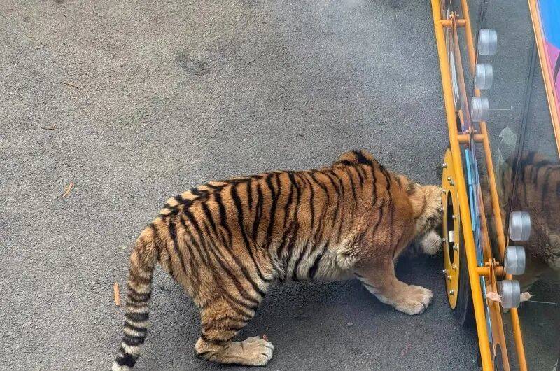 动物园观光车压碎老虎下巴<strong></p>
<p>光大银行理财</strong>？园方：初步检查未发现重大伤情