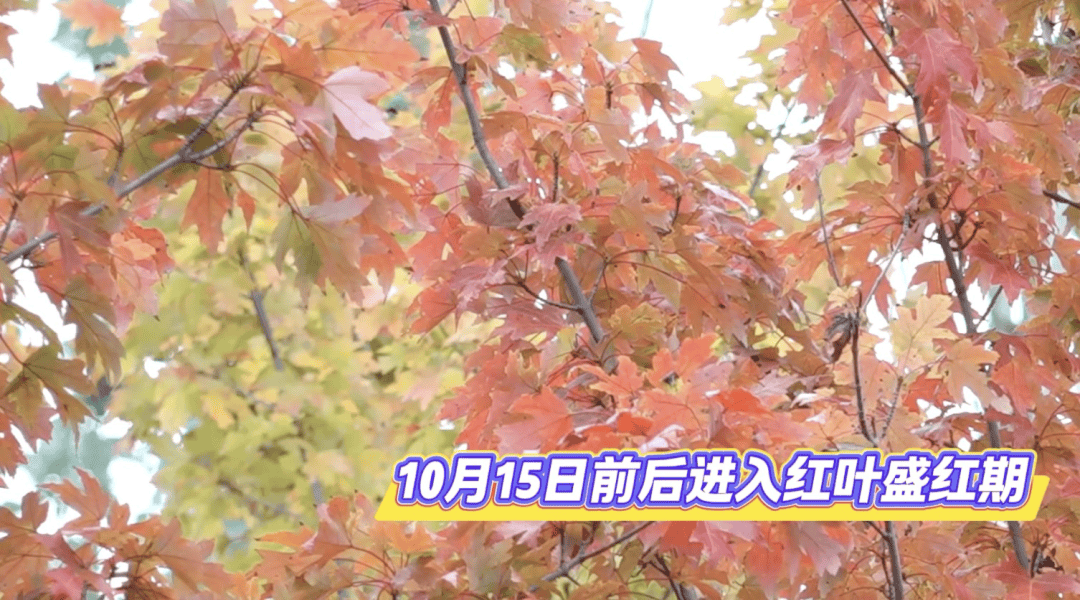 北京将迎新一轮秋雨<strong></p>
<p>理财教程</strong>，赏红期预告来了！