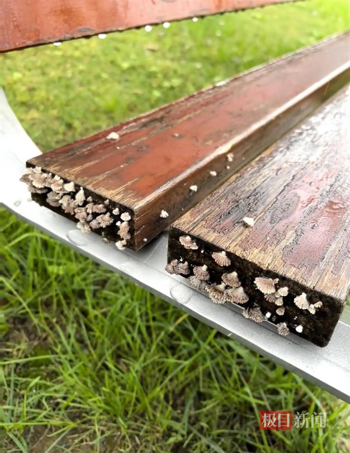 西安连续一个多月降雨遍地长蘑菇<strong></p>
<p>理财教程</strong>，大雁塔受潮，城墙布满青苔，气象局解释成因