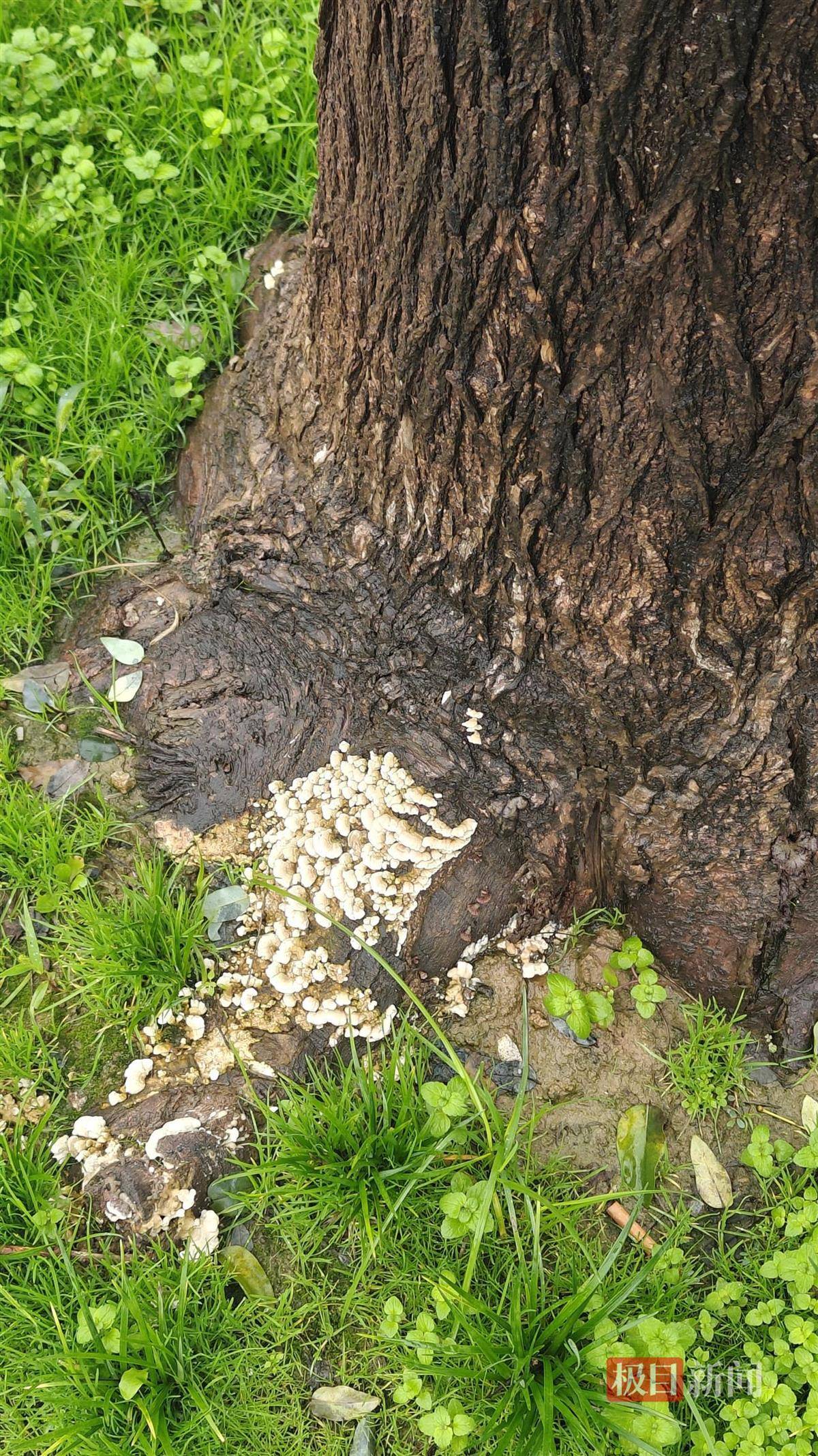 西安连续一个多月降雨遍地长蘑菇<strong></p>
<p>理财教程</strong>，大雁塔受潮，城墙布满青苔，气象局解释成因