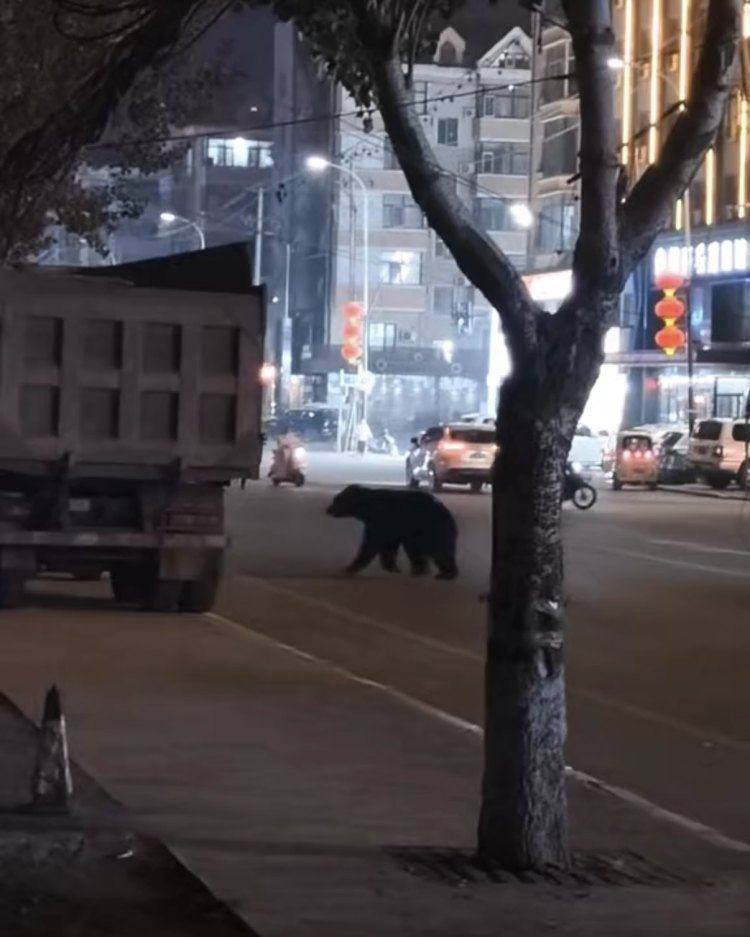 黑熊闯闹市被击毙<strong></p>
<p>理财红包</strong>，为何不用麻醉枪？专家回应