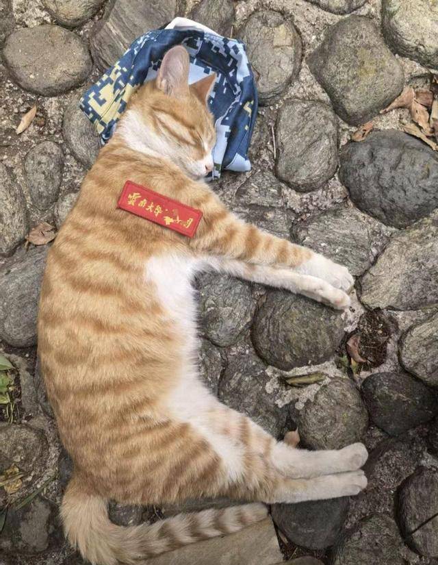 《红舞鞋》剧组在高校拍摄时撞死流浪猫<strong></p>
<p>理财红包</strong>，剧组凌晨致歉：涉事司机引咎辞职，将以小猫名字成立基金