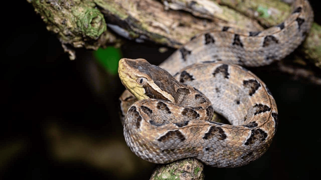 泰国女子在ATM机取钱<strong></p>
<p>银行理财基金</strong>，取款口突然窜出一条蛇
