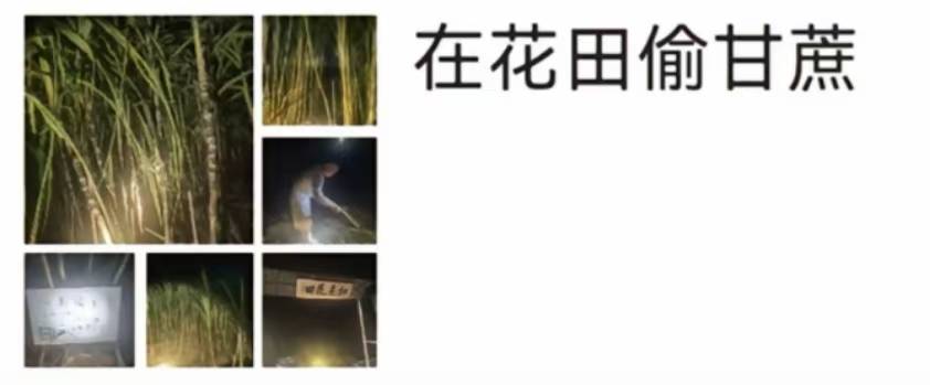 浙江一“可偷甘蔗地”成打卡点<strong></p>
<p>银行理财基金</strong>,上百网友深夜体验,80后“地主”:已收偷款6千元