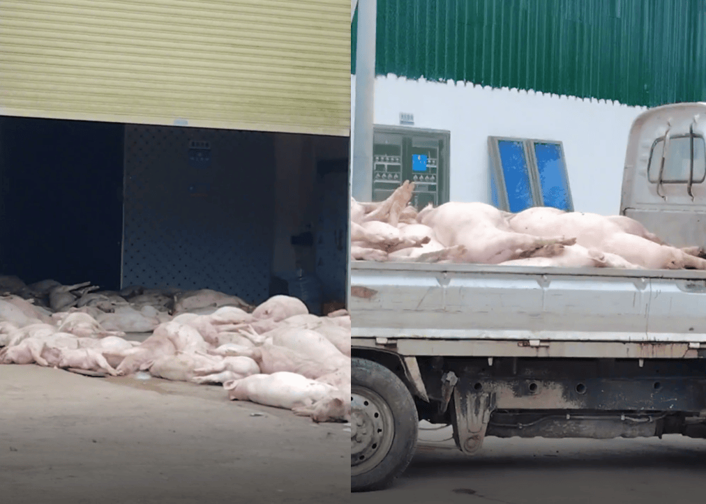 广东一食品企业出现大量死猪事件追踪:公安部门介入侦办<strong></p>
<p>红包理财</strong>,企业负责人被控制