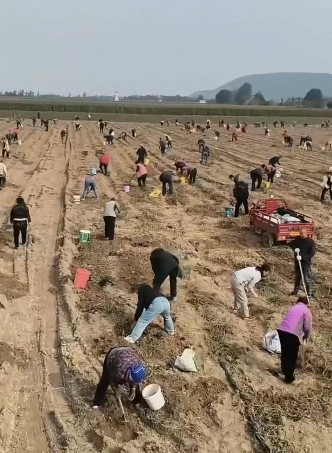 数百人冲进地里捡红薯<strong></p>
<p>蚂蚁理财</strong>,田主称是秋收剩下的,网友:免费翻地,利人利己