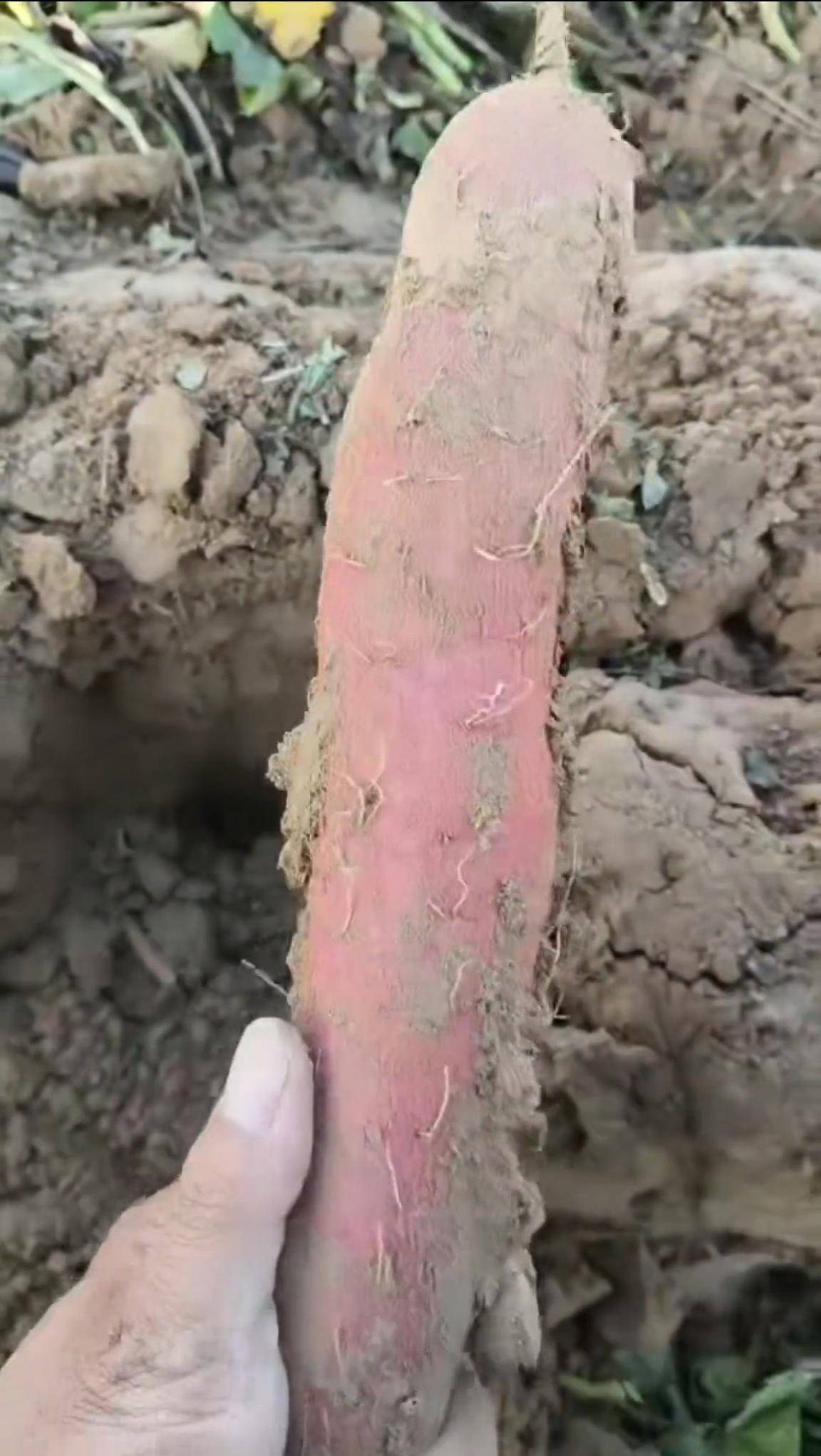 数百人冲进地里捡红薯<strong></p>
<p>蚂蚁理财</strong>,田主称是秋收剩下的,网友:免费翻地,利人利己