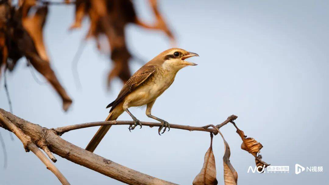 东莞最新发布：将严厉打击这些行为<strong></p>
<p>个人银行理财</strong>！