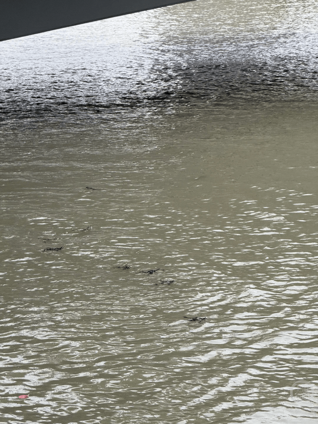 上海苏州河有人放生牛蛙？当地回应：严禁放生外来物种<strong></p>
<p>银行个人理财</strong>，市民可提供相关线索