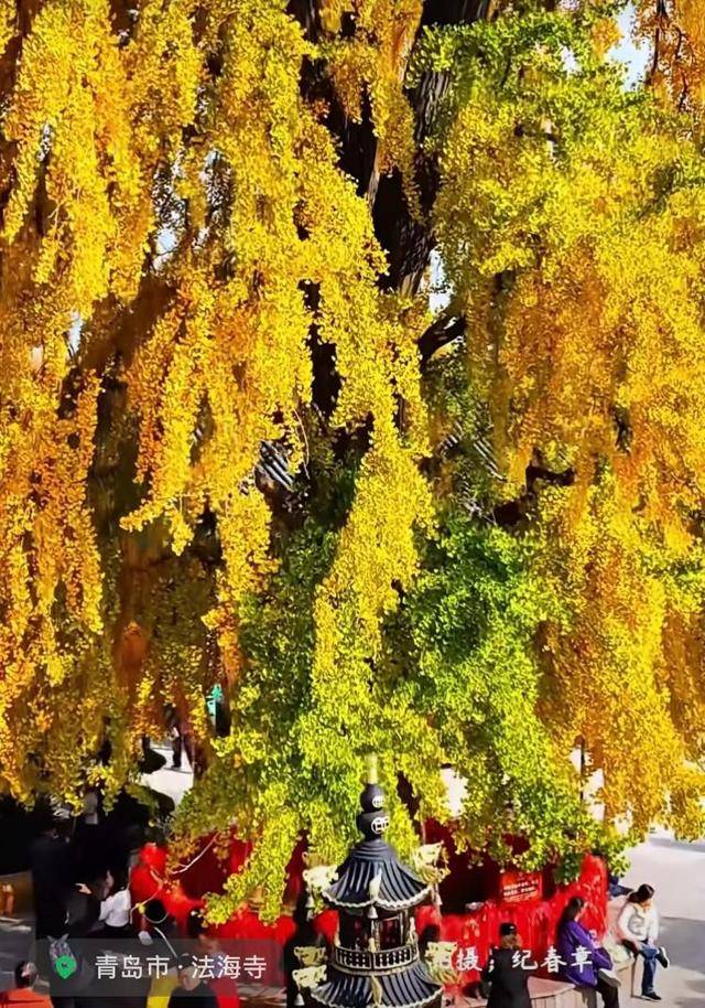 错过等一年！青岛1600岁“银杏王”满树金黄<strong></p>
<p>1万理财</strong>，打卡的人“鼓”了