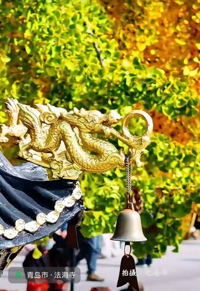 错过等一年！青岛1600岁“银杏王”满树金黄<strong></p>
<p>1万理财</strong>，打卡的人“鼓”了