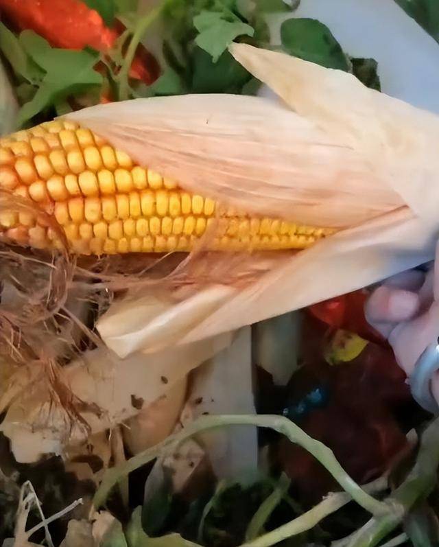 陕西一女子疑因拍亲姑姑偷玉米遭姑父棍杀<strong></p>
<p>50万理财</strong>，邻居欲报警也遇害