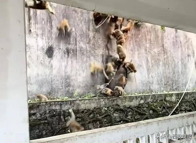 贵州一景区“下猴子雨”<strong></p>
<p>理财保本</strong>,园方:正常情况