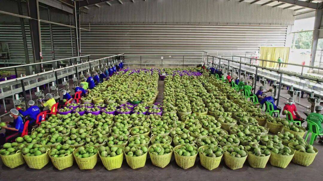 椰子水之外<strong></p>
<p>2017理财</strong>，大公司争夺40亿元生椰市场