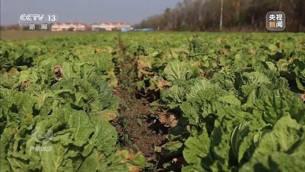 单棵售价超百元<strong></p>
<p>2017理财</strong>，起底“套牌白菜”背后的销售套路