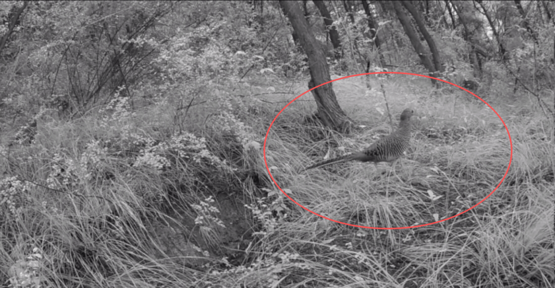 遂宁版“疯狂动物城”上线<strong></p>
<p>2017理财</strong>！