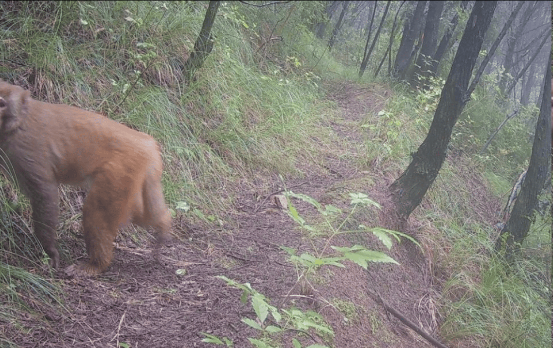 遂宁版“疯狂动物城”上线<strong></p>
<p>2017理财</strong>！