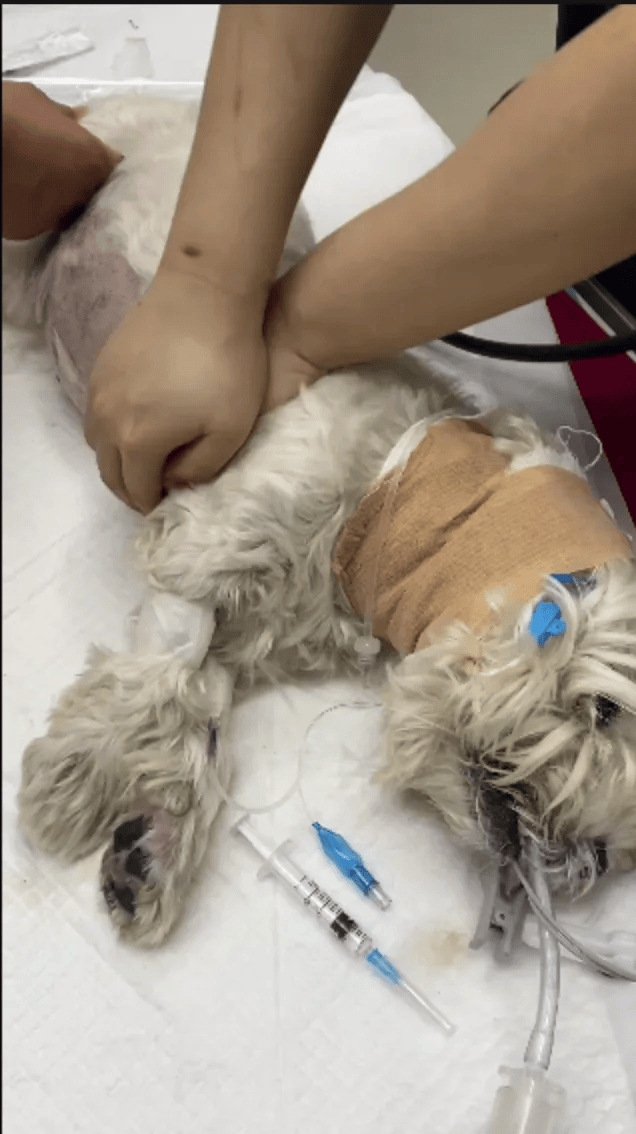 在小区投毒致9条狗死亡<strong></p>
<p>网贷理财</strong>，男子获刑4年！