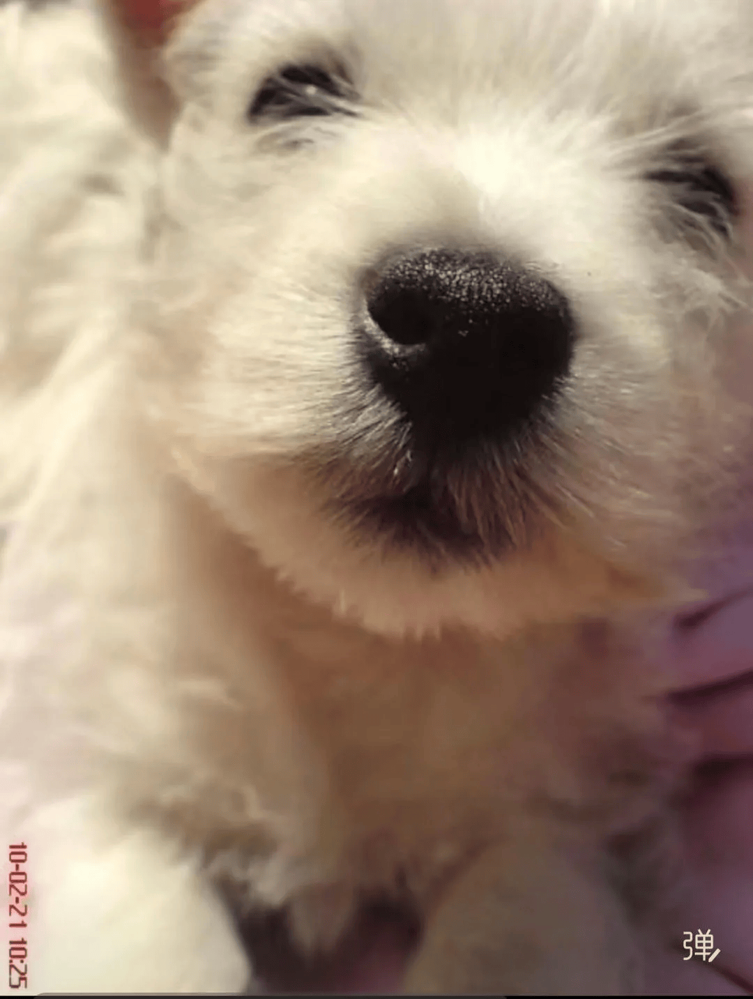 在小区投毒致9条狗死亡<strong></p>
<p>网贷理财</strong>，男子获刑4年！