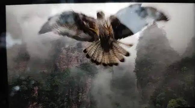 土耳其老鹰空中抓走无人机<strong></p>
<p>学会理财</strong>，带上山顶“玩自拍”